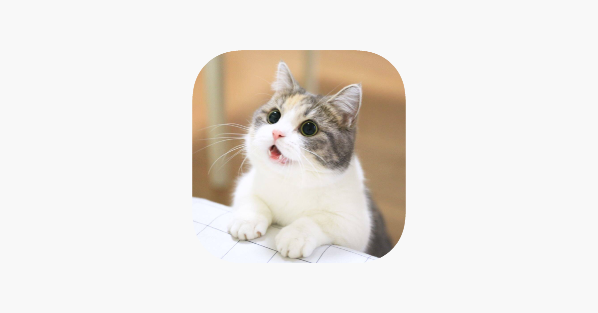 Cat Wallpaper Cute On The App Store