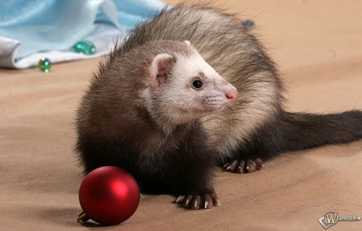 Ferret Toys And Christmas Pictures Wallpaper On New Desktops