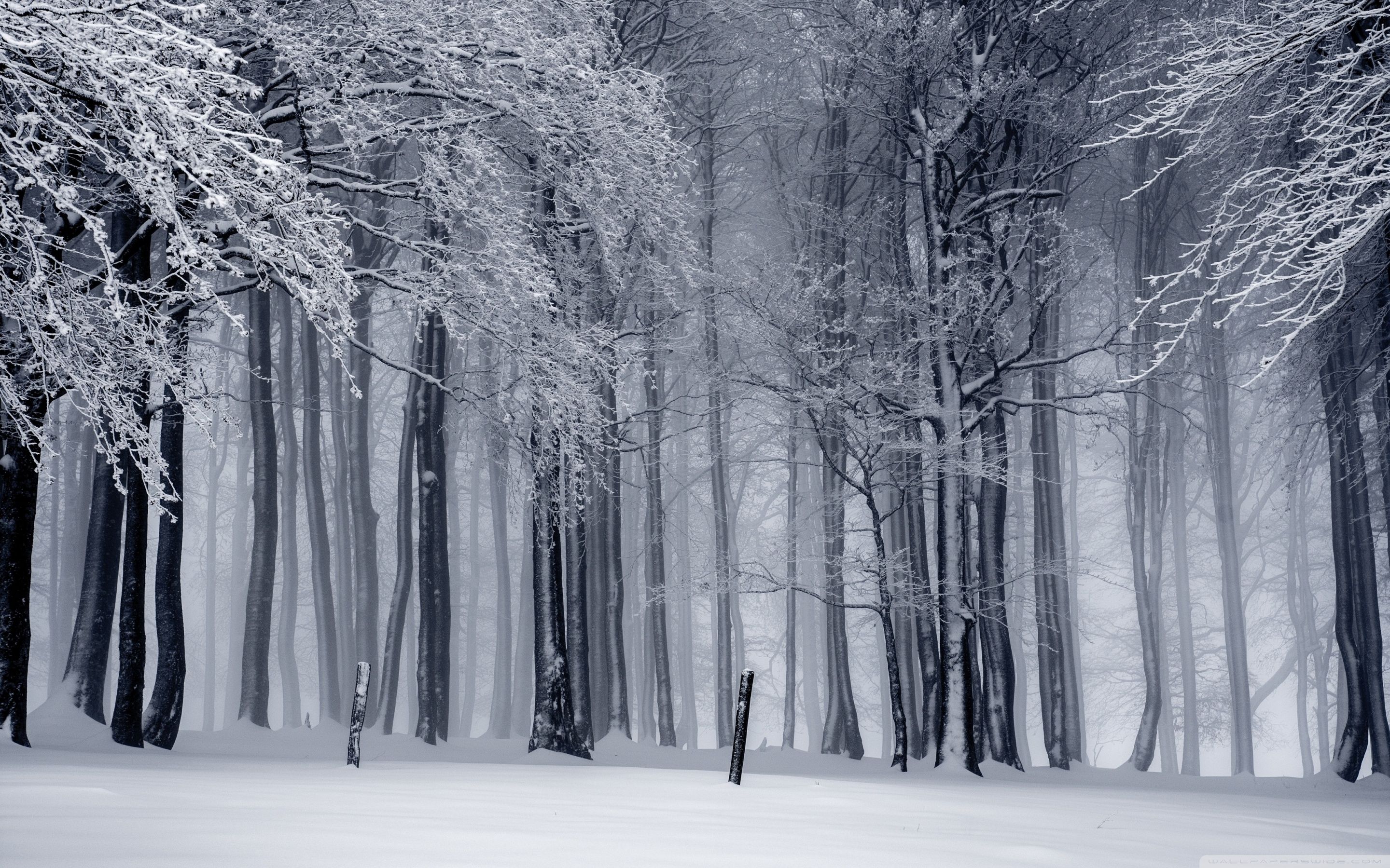 Winter Forest Wallpaper Top Background