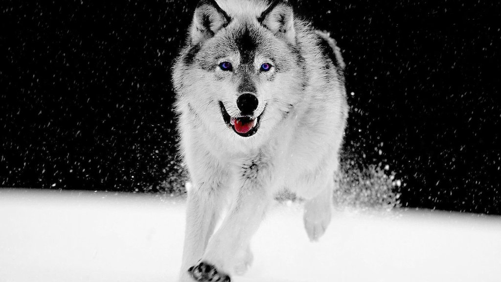 Gray Wolf Wallpaper HD By Masawtf