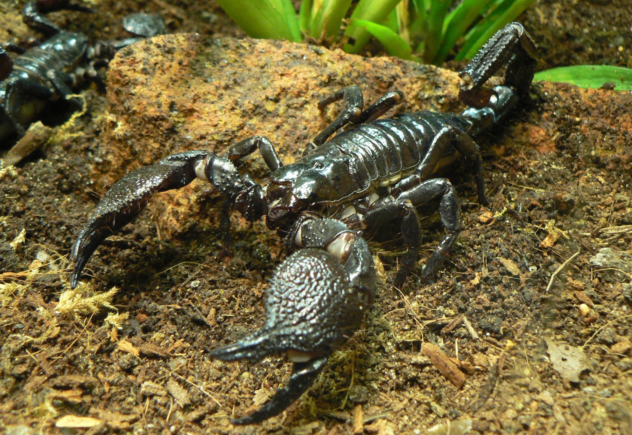 Animals Scorpions Wallpaper