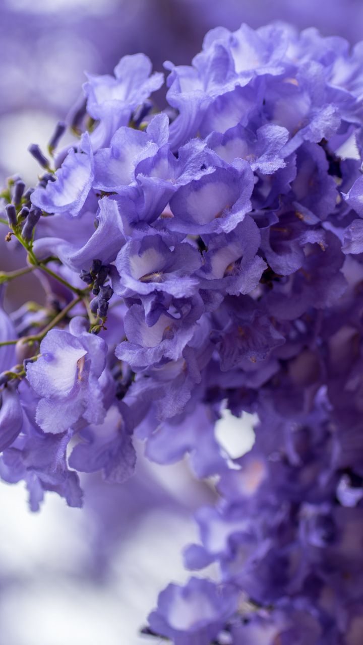 Blossom Purple White Flowers Spring Wallpaper