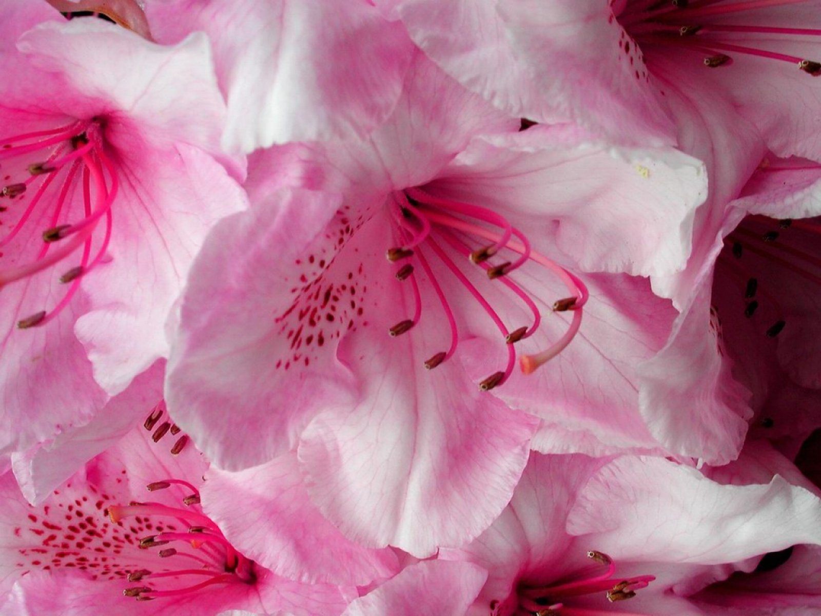 Pink Flower Petals Flowers And Nature Computer Desktop Wallpaper
