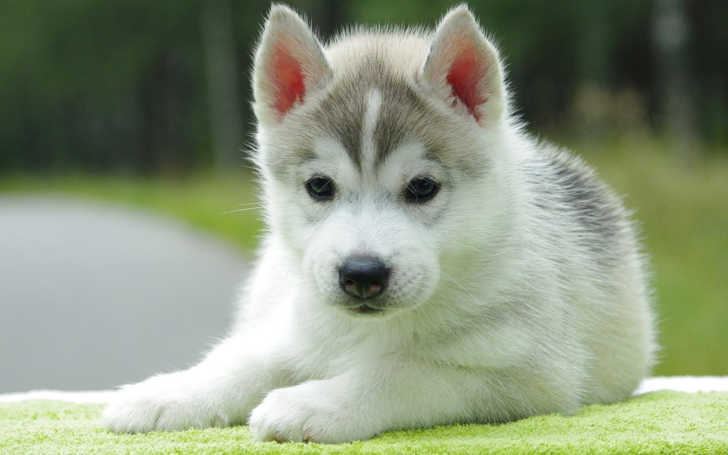 Previous Image Go Back To Cute Puppy Wallpaper For Desktop Mobile