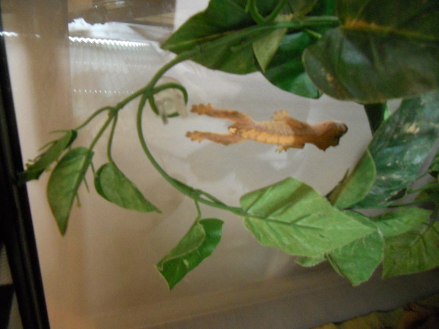 Crested Gecko Wallpaper Peanut The By