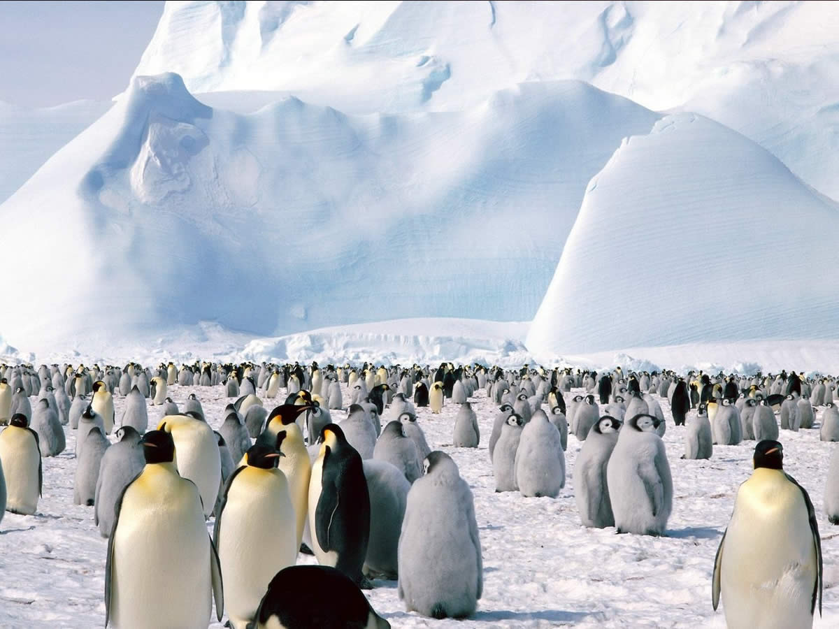 Penguins Background For Powerpoint Animal Ppt Templates