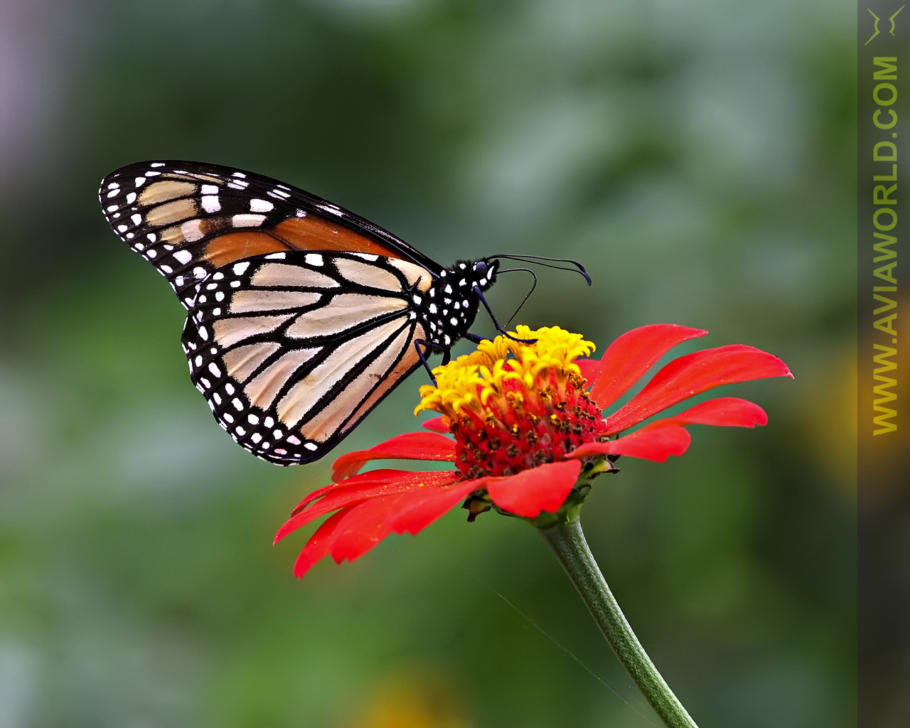 HD Animal Wallpaper Butterflies