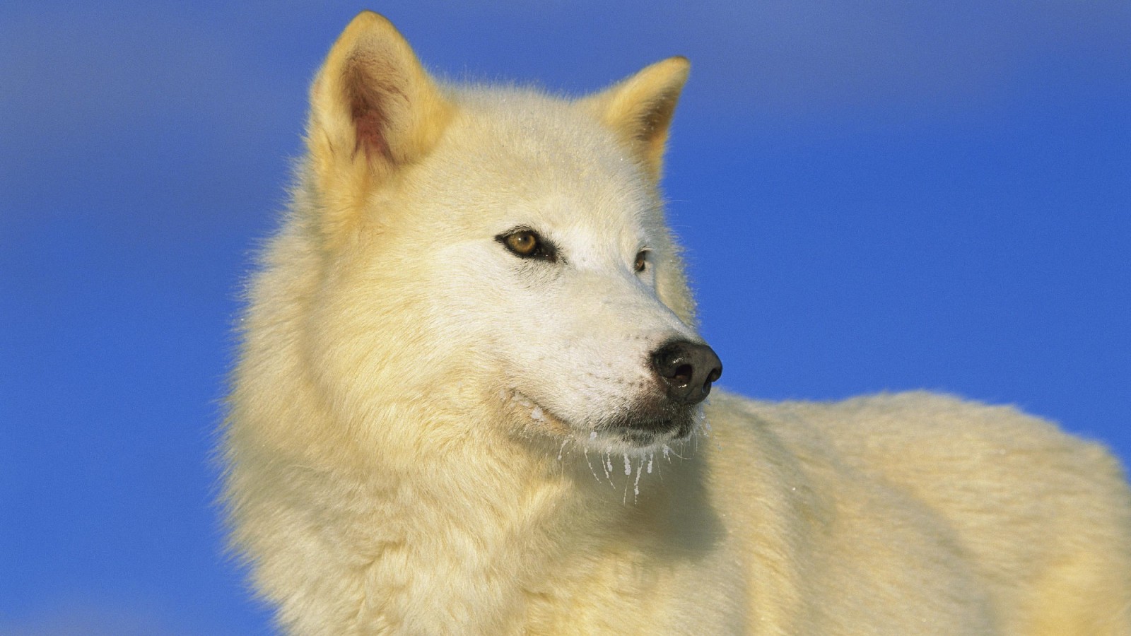 Wallpaper Catalogue Animal Arctic Wolf