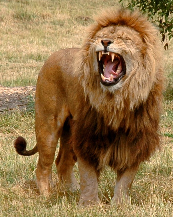 Amazing Roaring Lion All About Photo