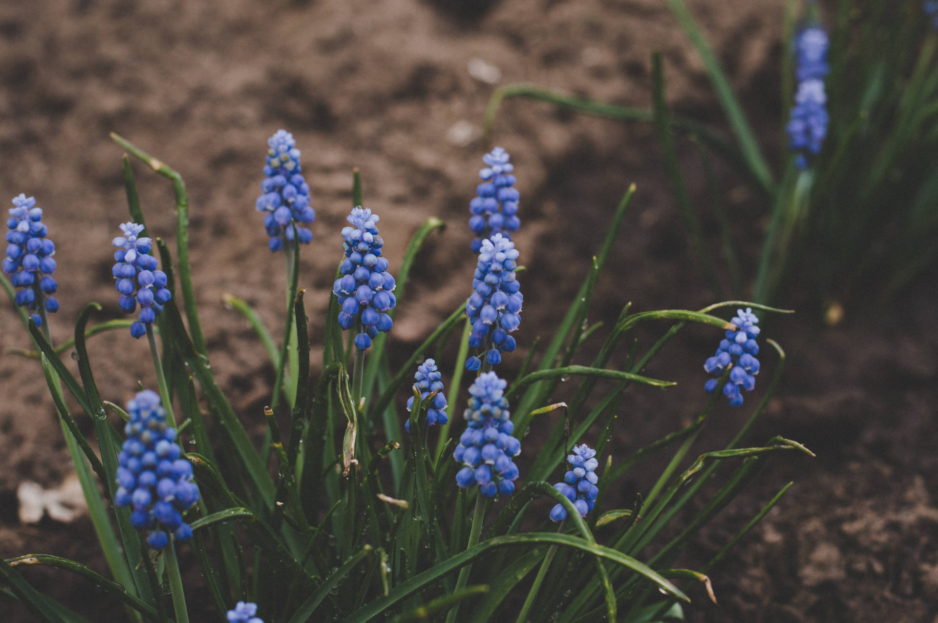 Top Hyacinth Wallpaper Full HD 4k To Use