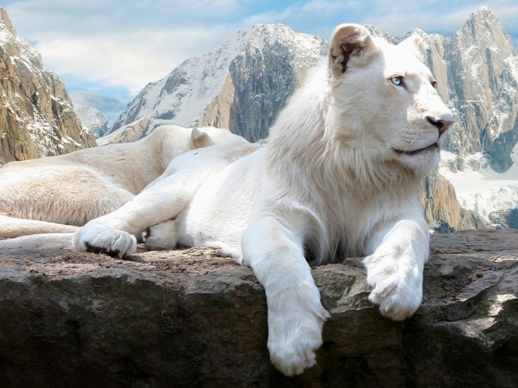 white lions wallpapers 29901 1024x768jpg