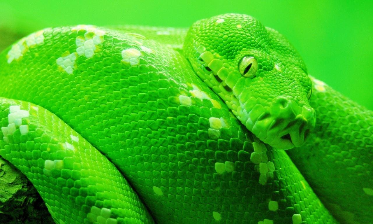 Green Python Computer Wallpapers Desktop Backgrounds 1280x768 ID