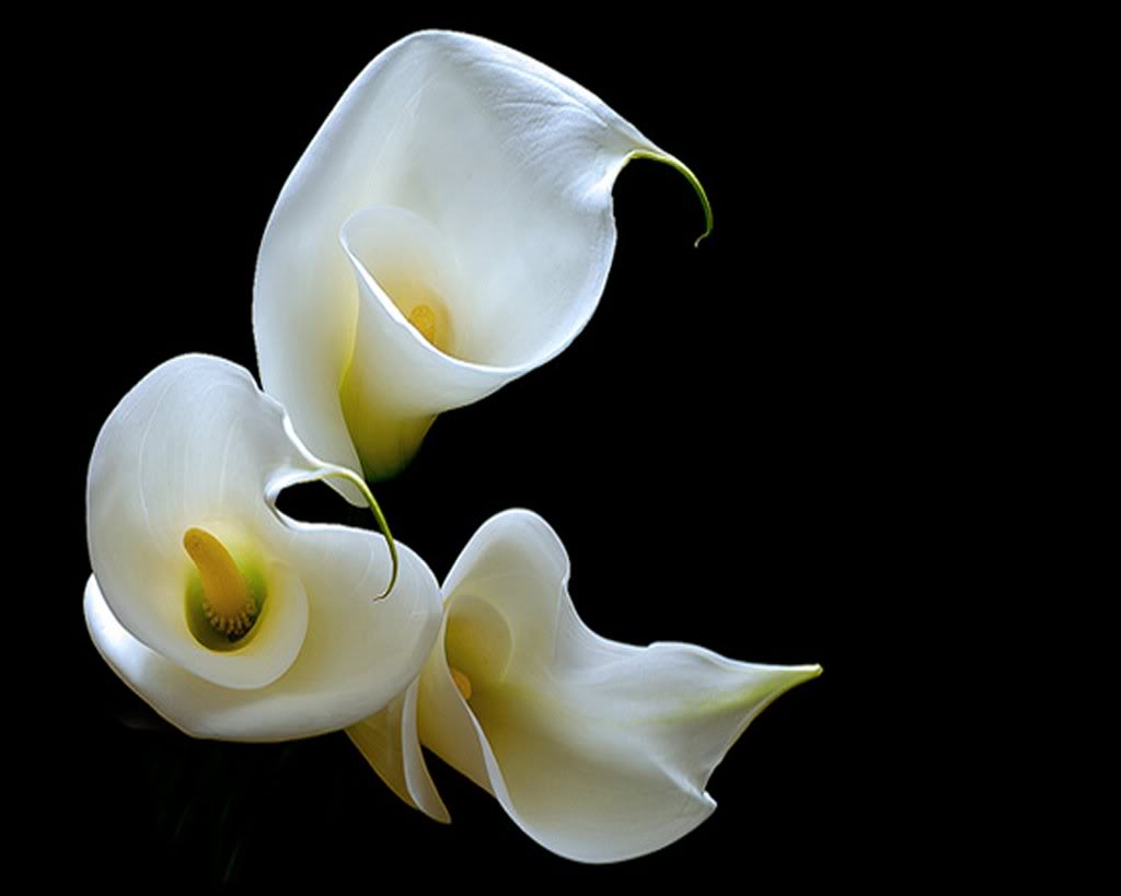 Beauty Calla Lily Wallpaper Full HD Pictures