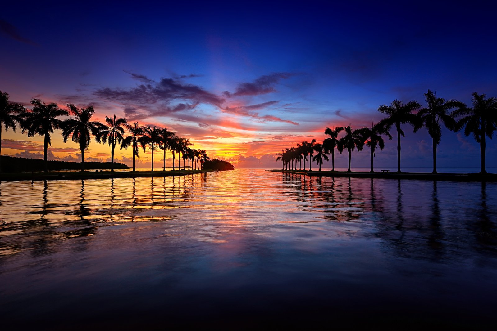 Silhouette of palm trees at sunrise in Miami, Florida