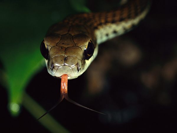 Snakes However Give Birth To Live Young Egg Laying Usually