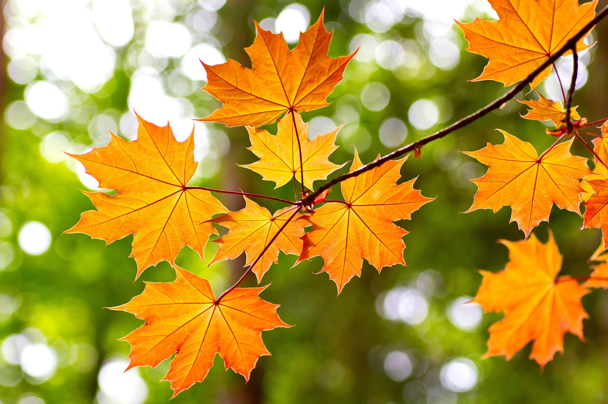 Bokeh Fall Maple Leaf Nature HD Wallpaper