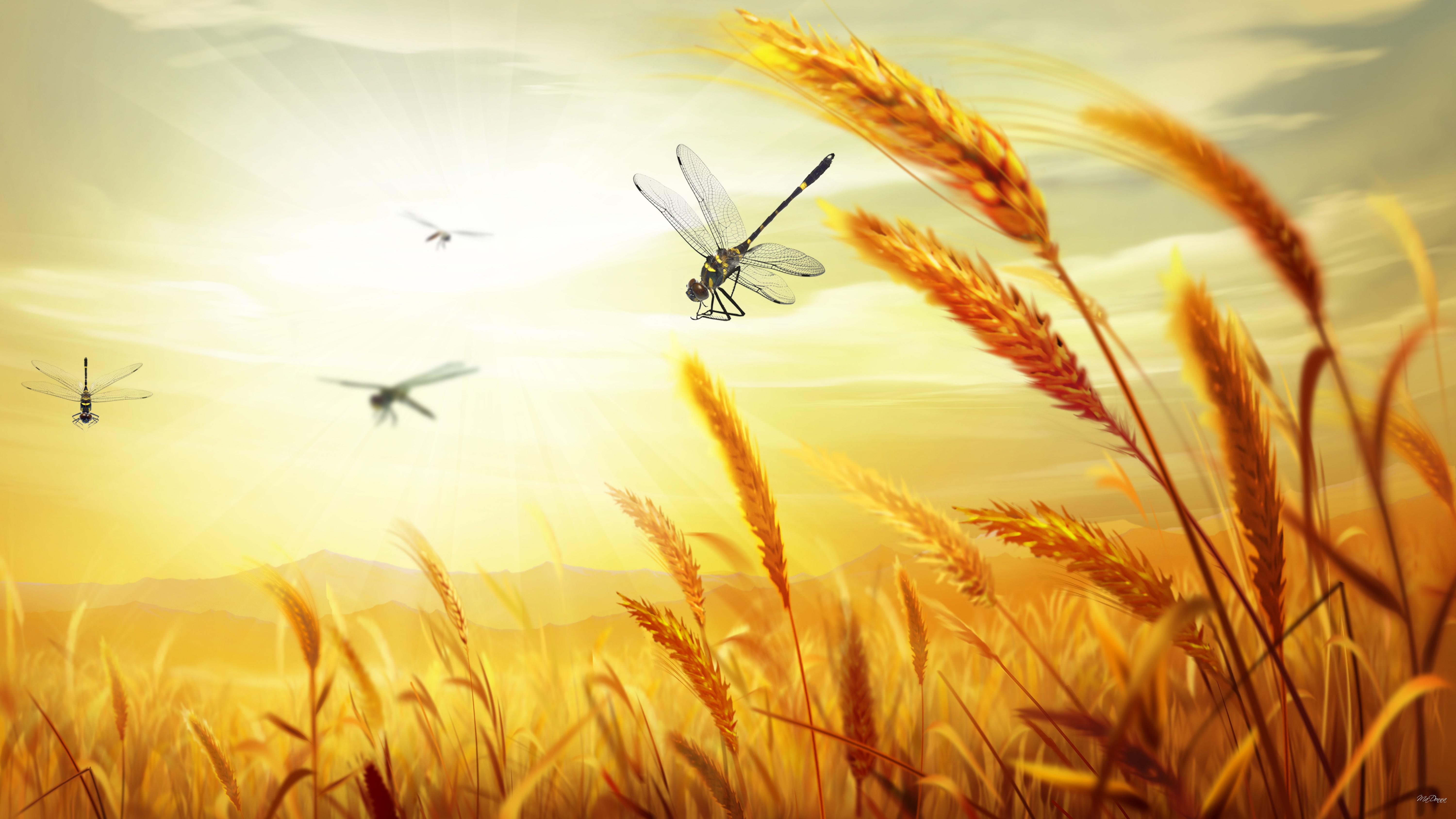 Wheat Harvest High Quality And Resolution Wallpaper
