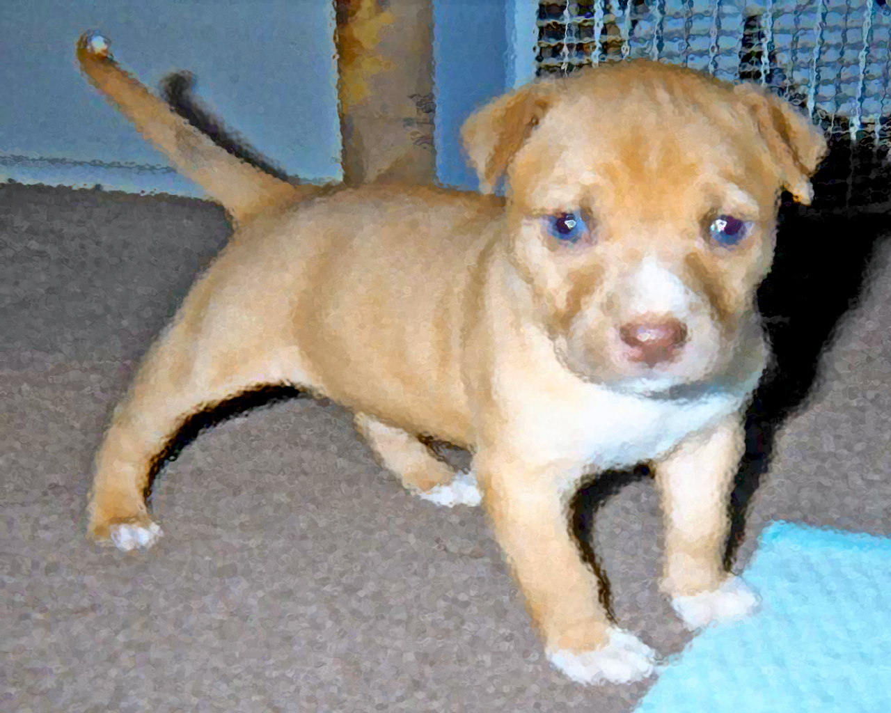 Cute Pitbull Puppies With Blue Eyes Wallpaper Eye Red Nose