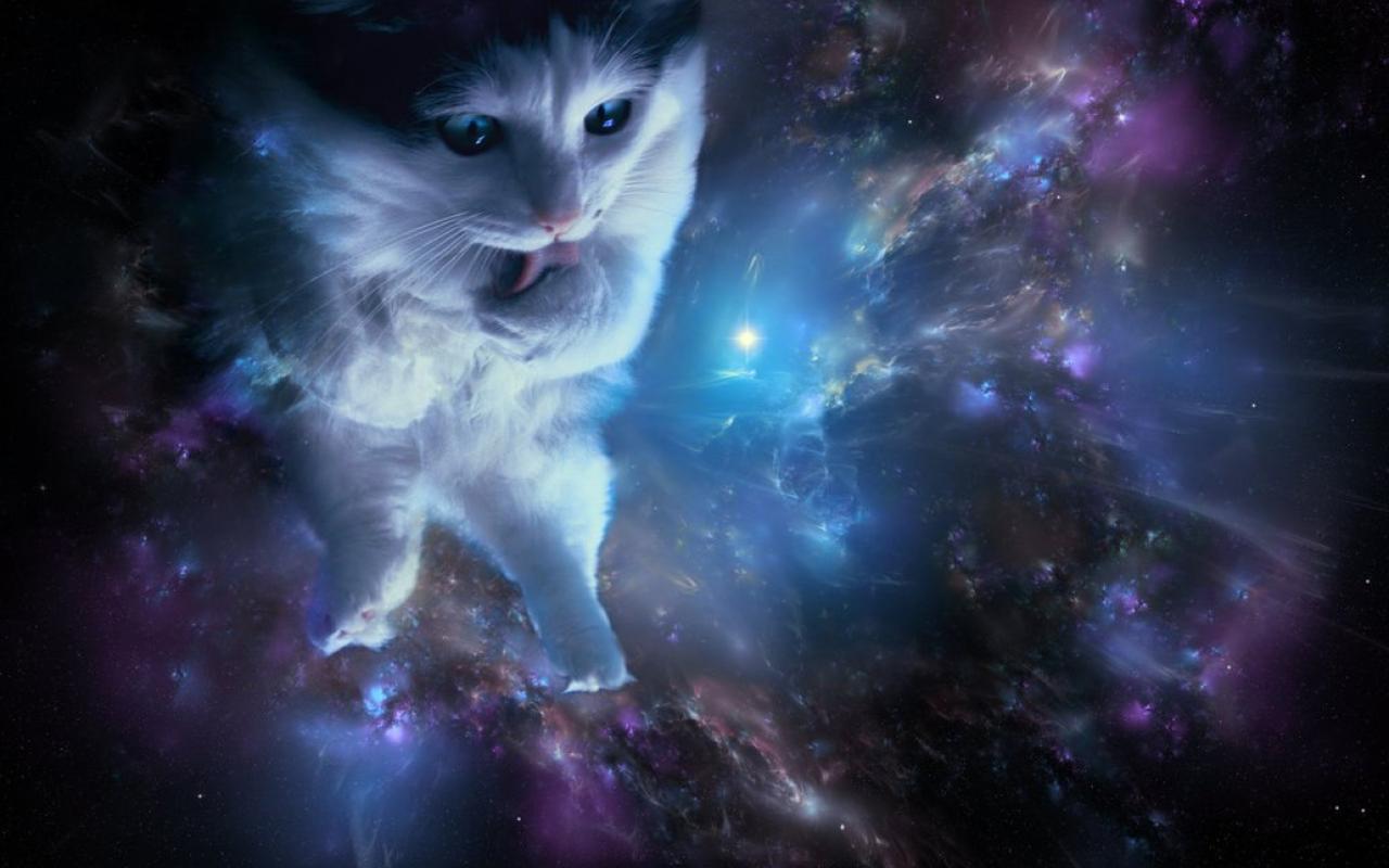 Cat in space wallpaper 1032x774 HQ WALLPAPER   24125