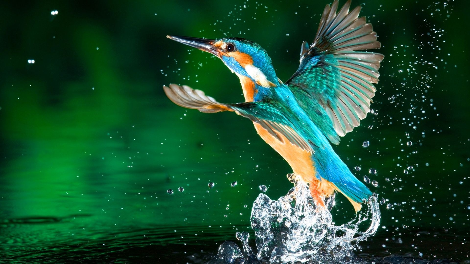 Kingfisher Bird HD Wallpaper
