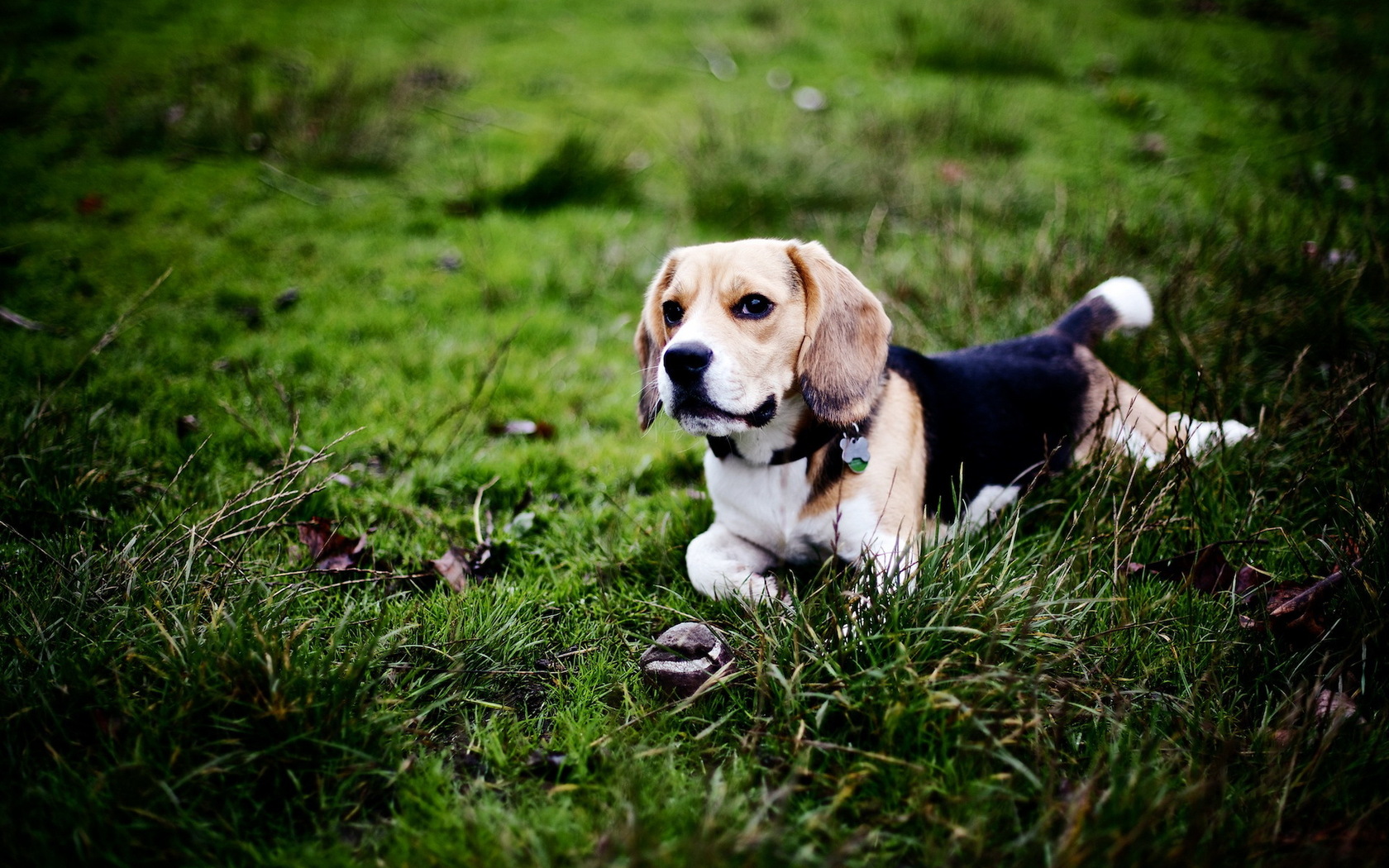 Beagle Dog Puter Wallpaper