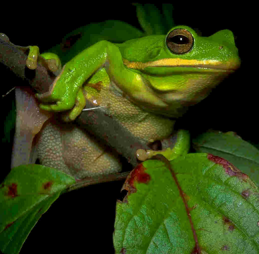 Frogs Are Amphibians Wallpaper For Puter