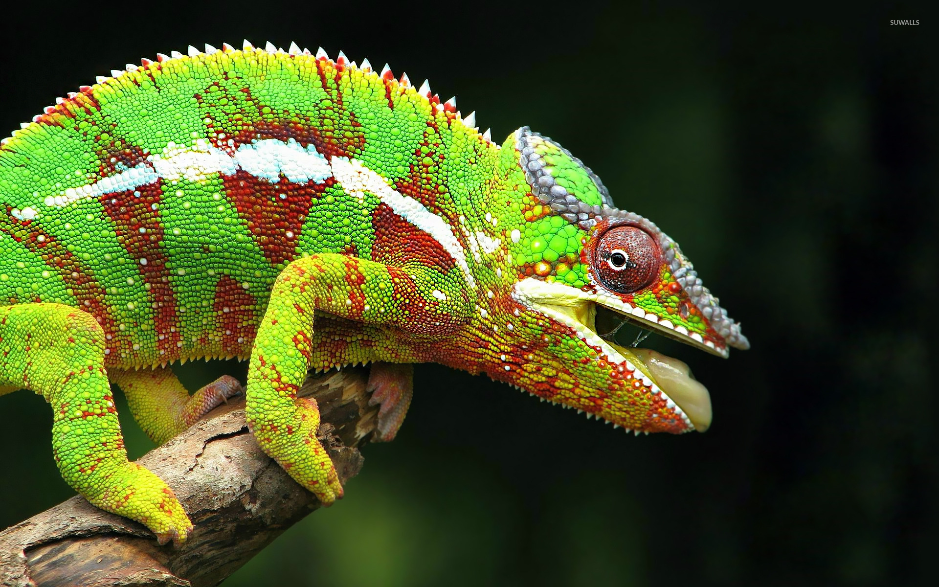 Chameleon Wallpaper Animal
