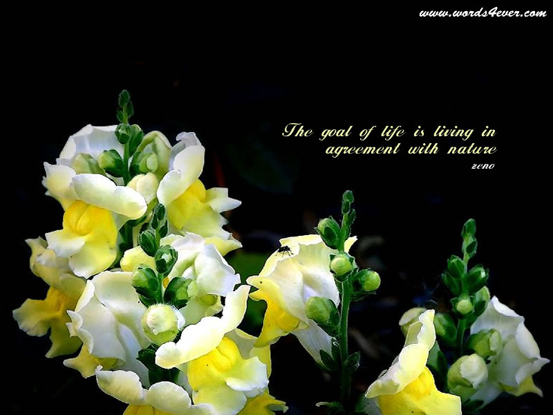Christmas Cards Beautiful Quotes For Desktop Background