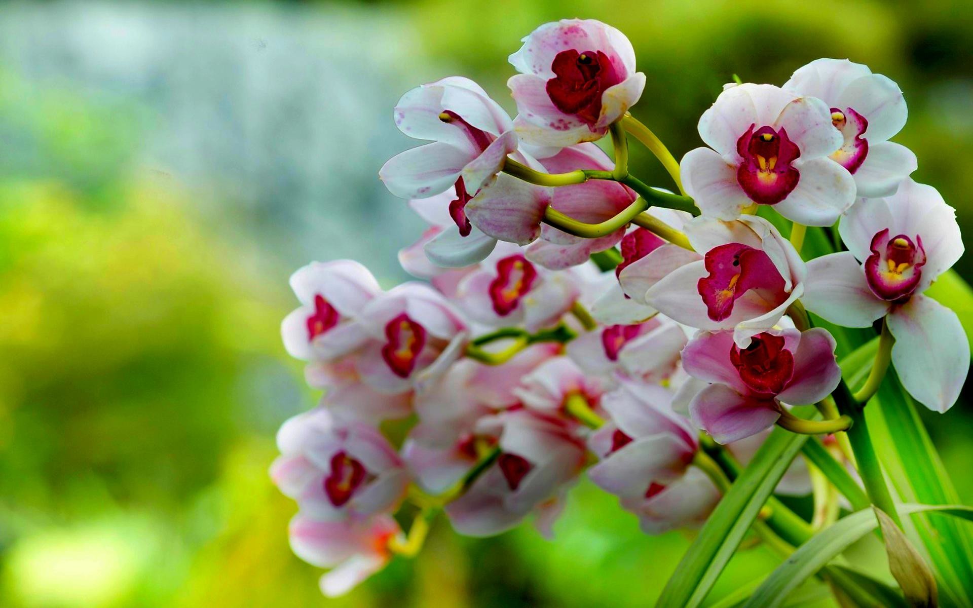 Popular Orchid Wallpaper For 4k Monitor