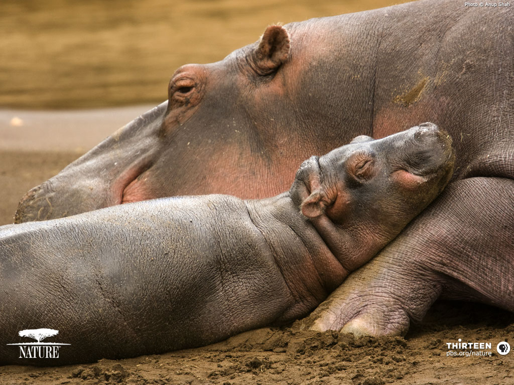 Hippo Wallpaper Hippos