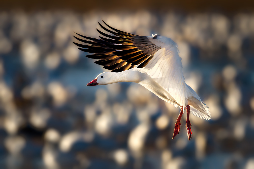 Resolution Snow Geese Awesome Photo Super HD