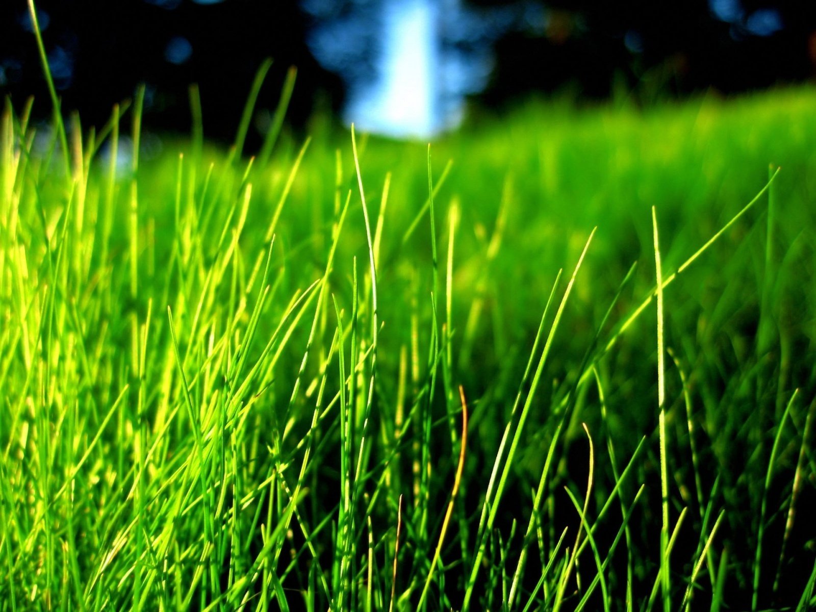 Bright Colors images Green Grass wallpaper photos 20523848