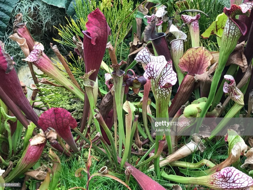 Carnivorous Plant Sarracenia Or Pitcher High Res Stock Photo