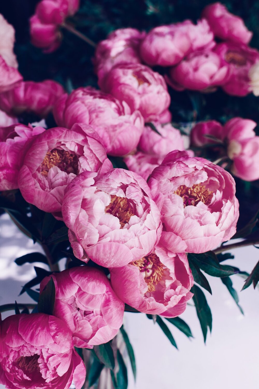 A Suite Treat Just For You Peony Bouquet Device Wallpaper 1000x1500