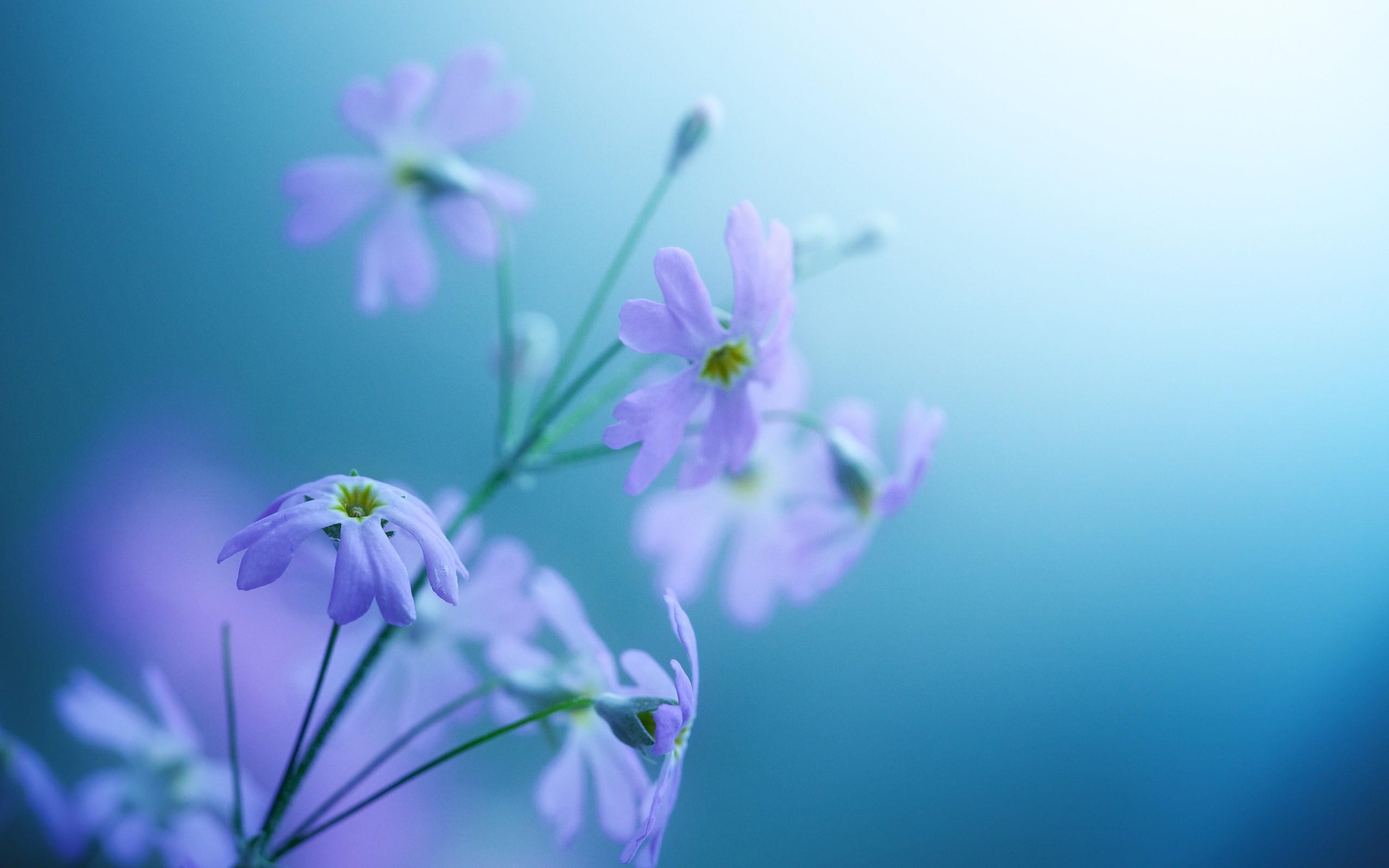 Natural Flowers Desktop HD Wallpaper