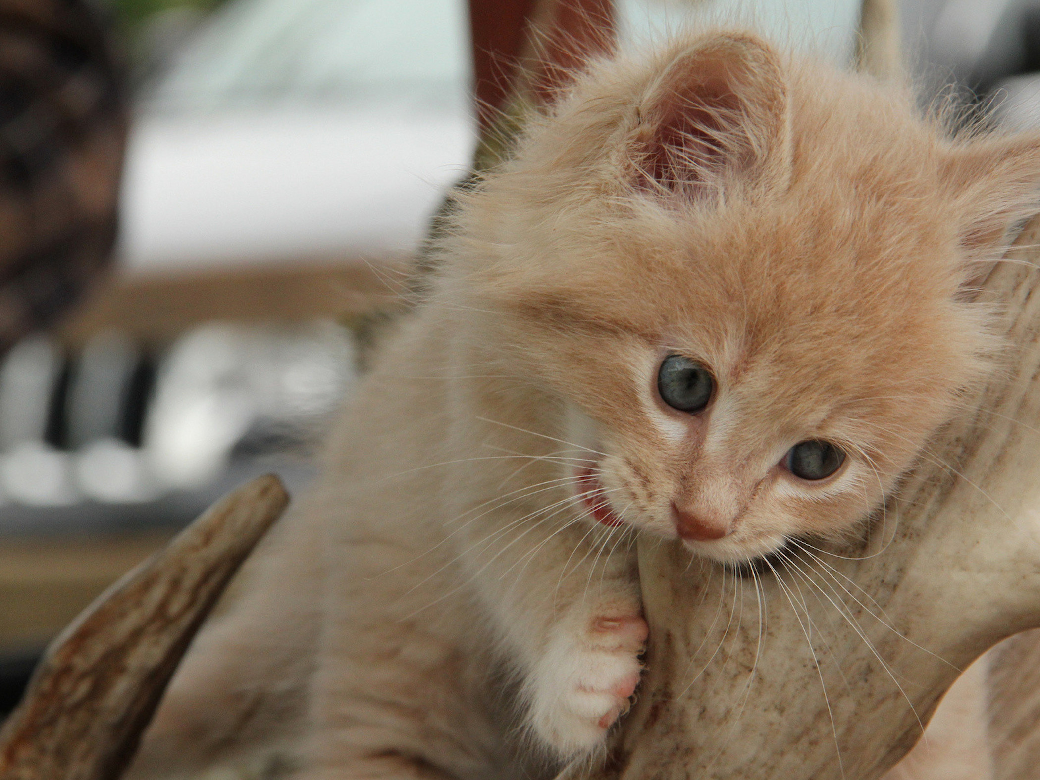 An adorable fluffy kitten with striking blue eyes playfully chews on a large antler, perfect for cute kitten wallpapers