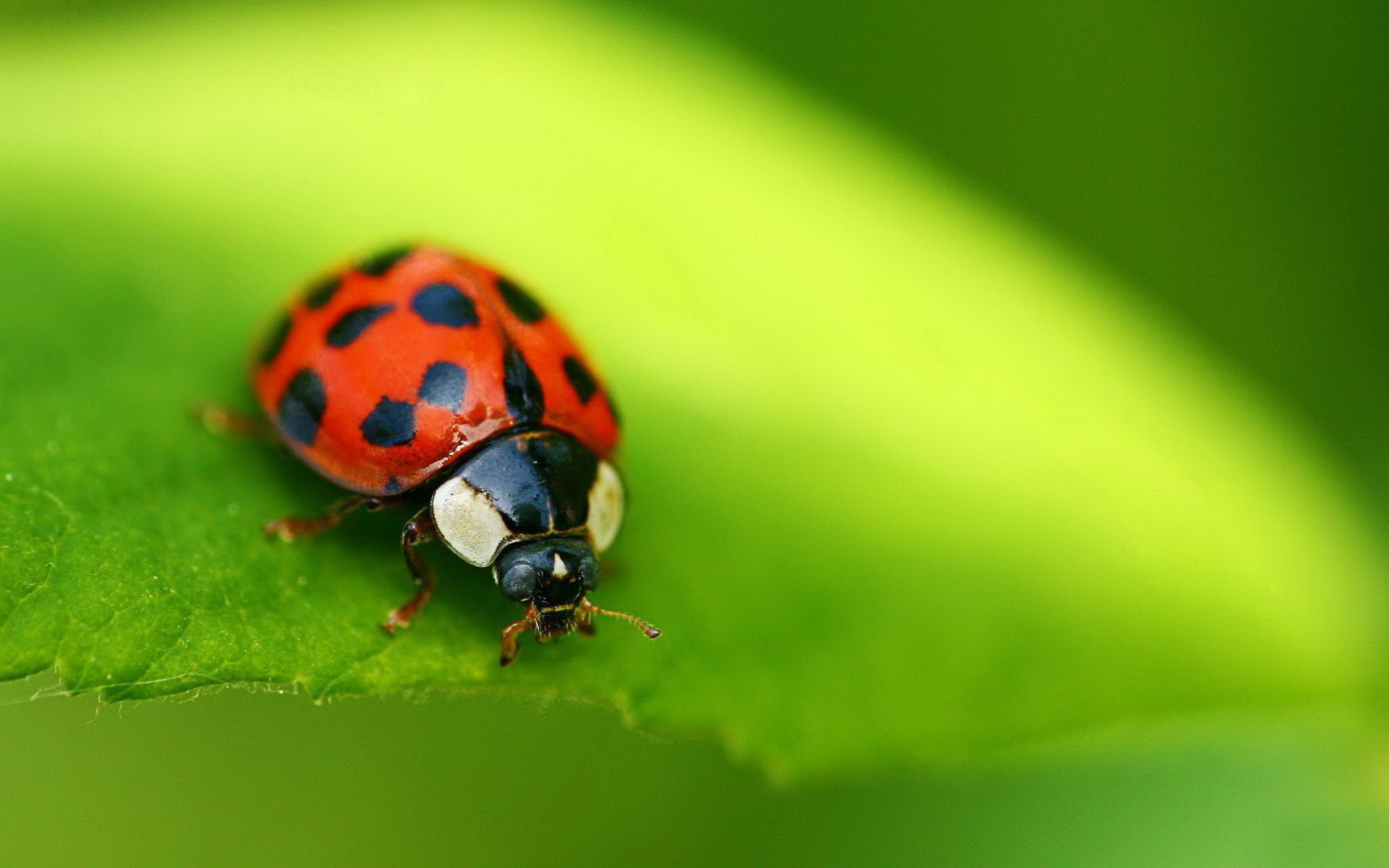 Ladybugs Macro Photography HD Wallpaper Desktop Wallsev