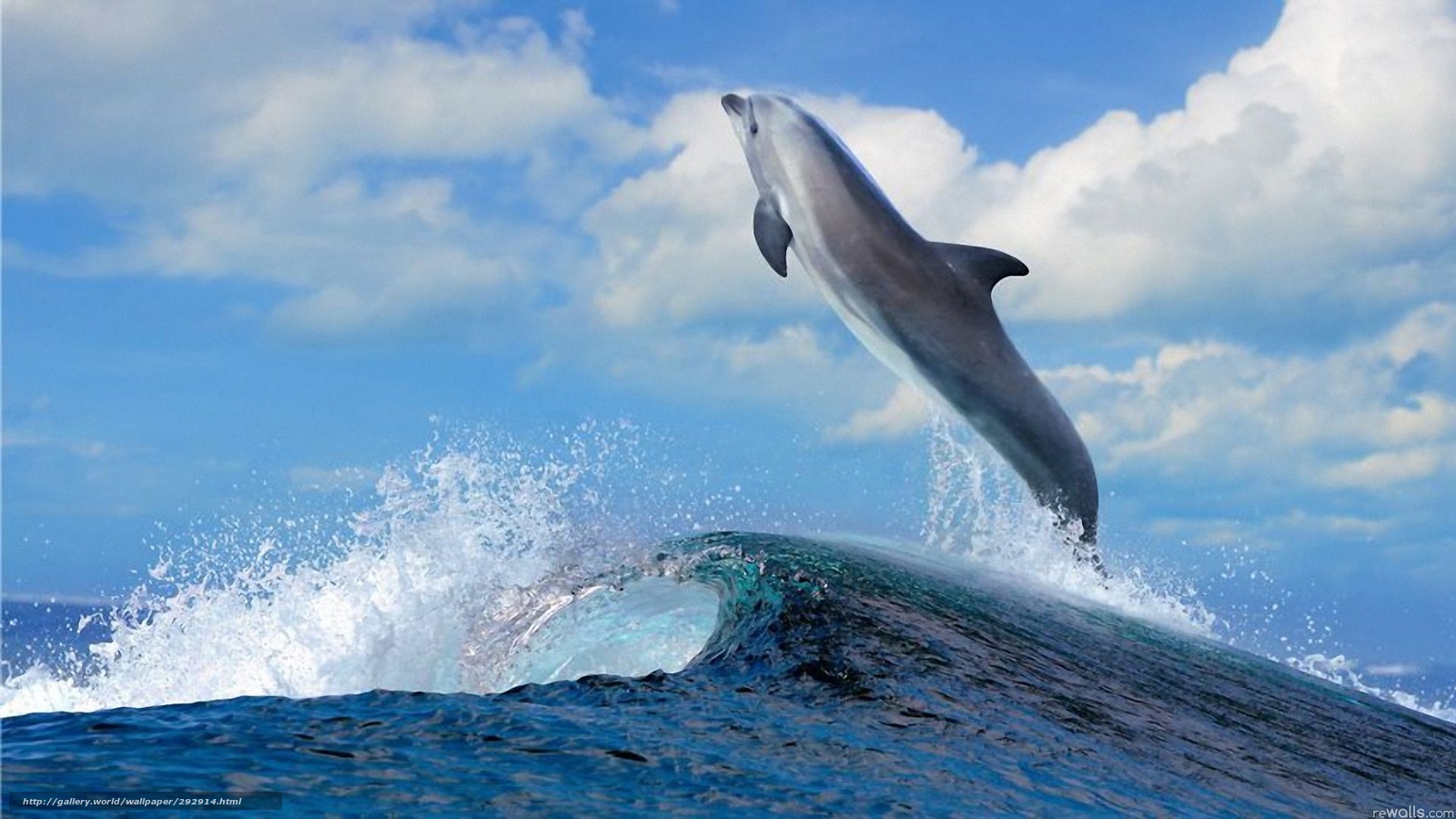 Wallpaper Dolphin Ocean Wave Desktop In The