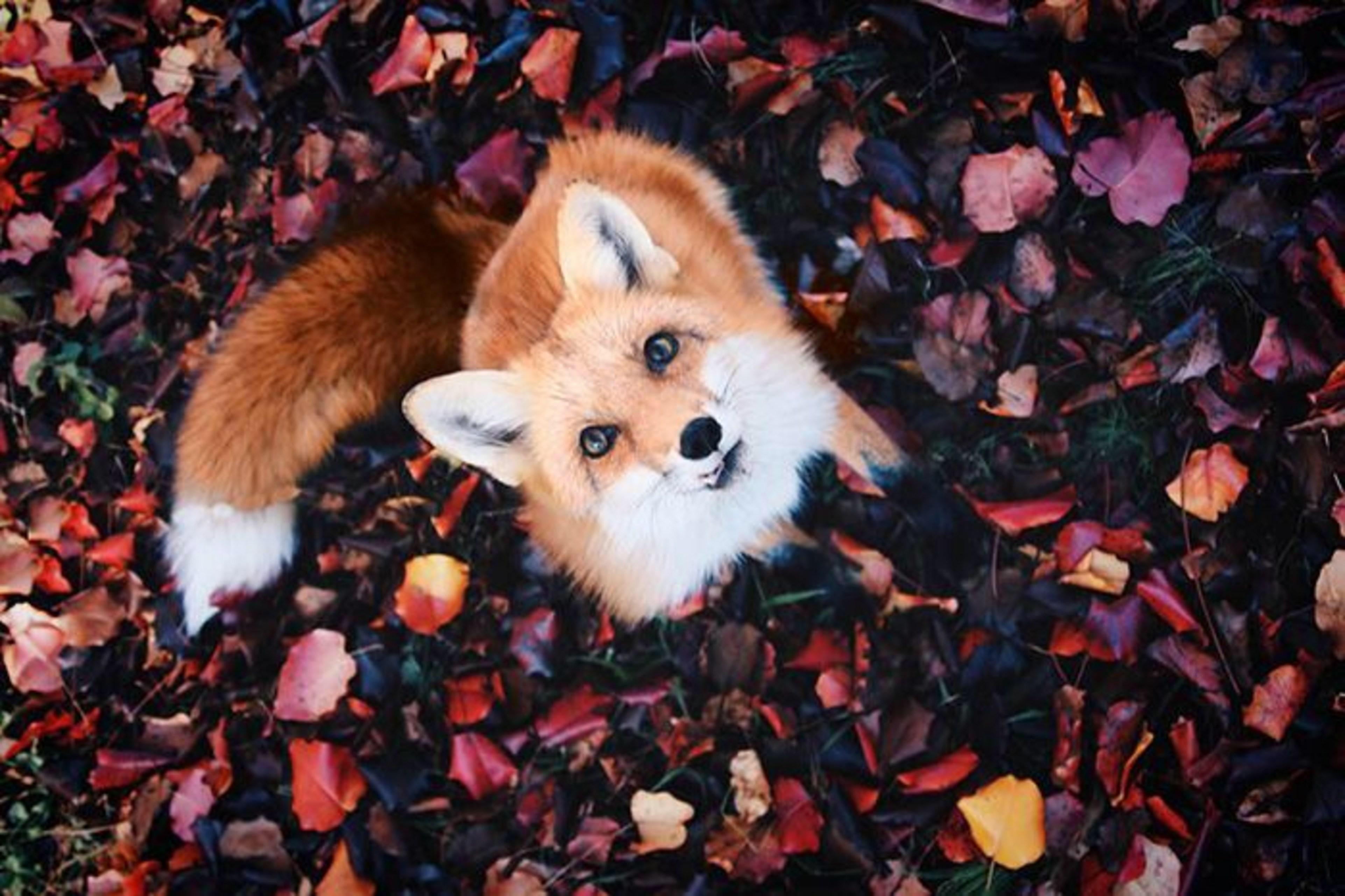 The Colour Contrast And This Incredibly Photogenic Fox R Aww