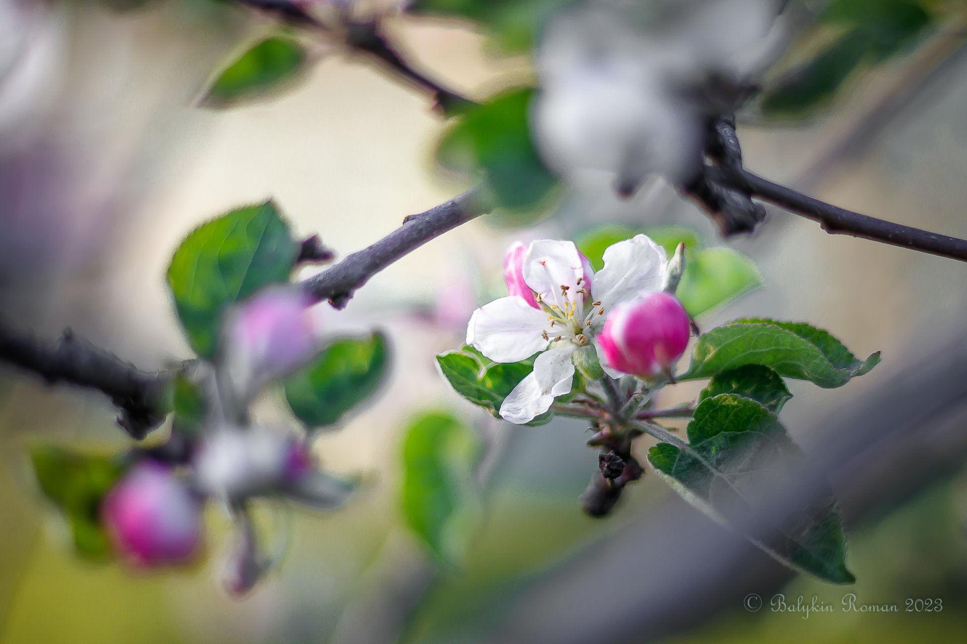 HD Nature Bloom Wallpaper