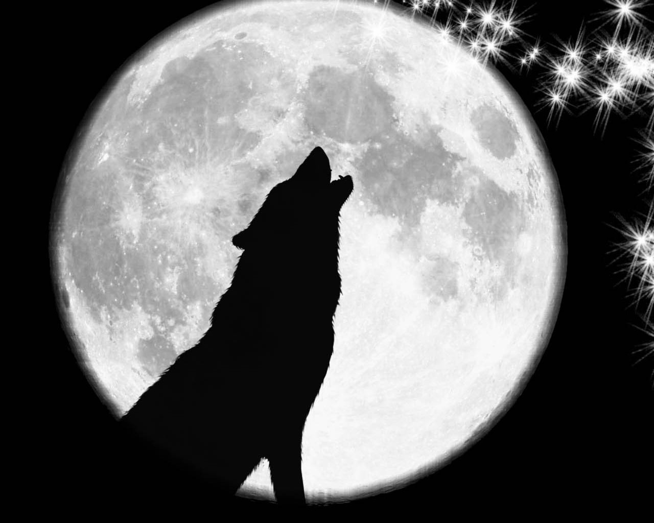 Волк воет на луну чб