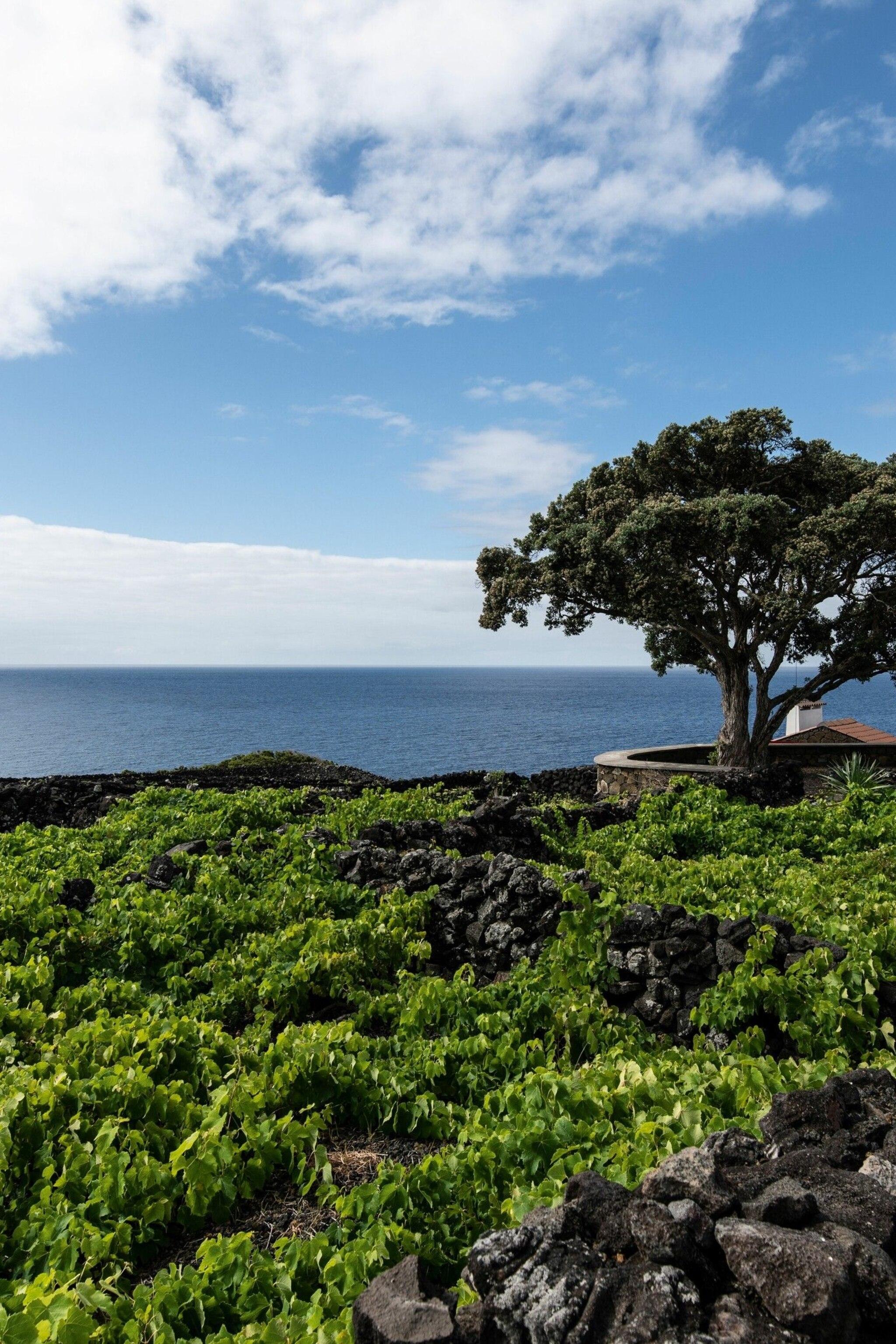 A culinary guide to the Azores Portugals elemental archipelago