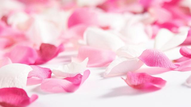 Beautiful Scenario Of Different Varieties Flowers