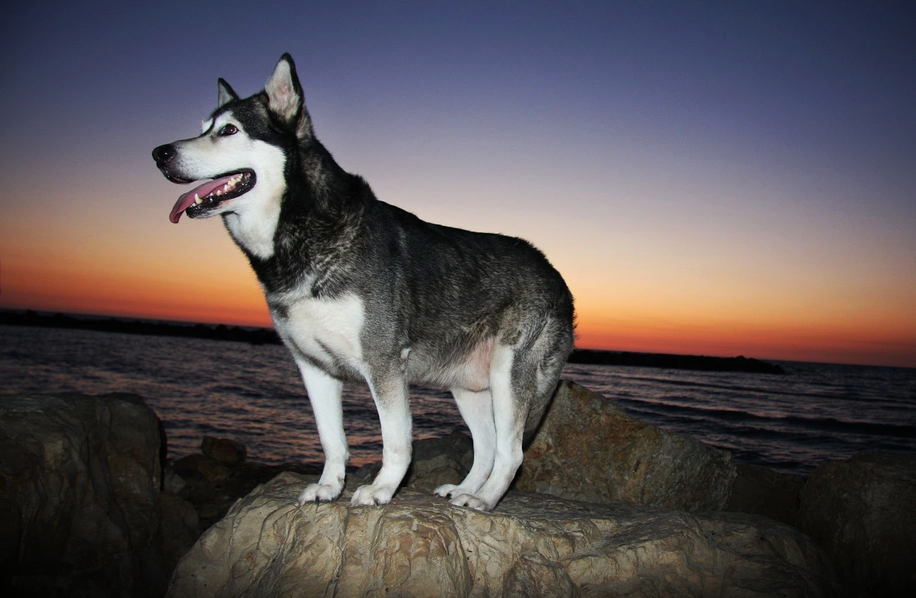 Pics Photos Alaskan Malamute Desktop Wallpaper
