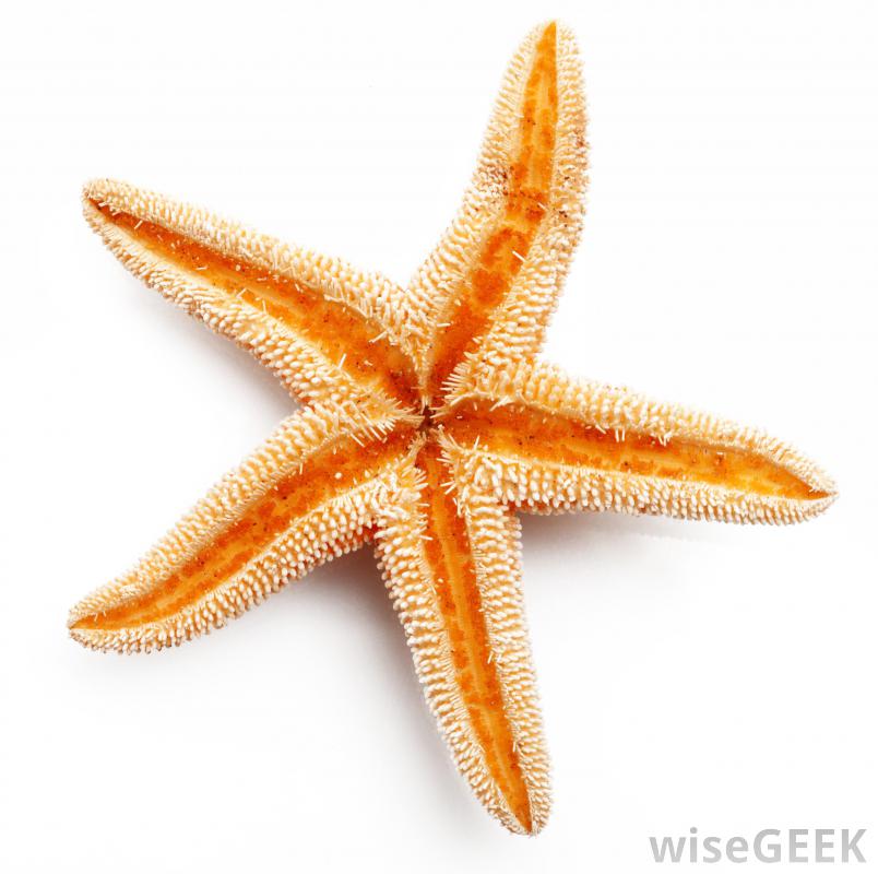 Starfish Are Invertebrates With Multiple Radiating Arms
