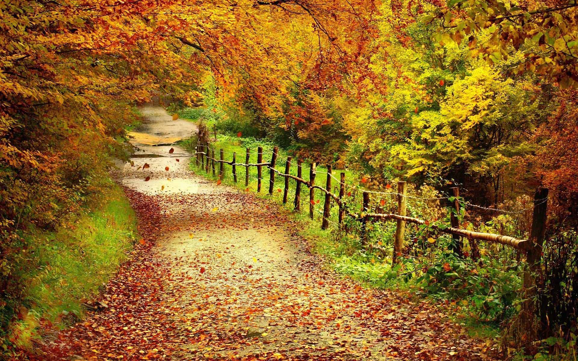 Fall Leaves Desktop Wallpaper Widescreen HD