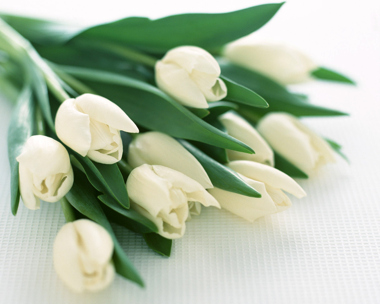 White Tulips Flowers Wallpaper