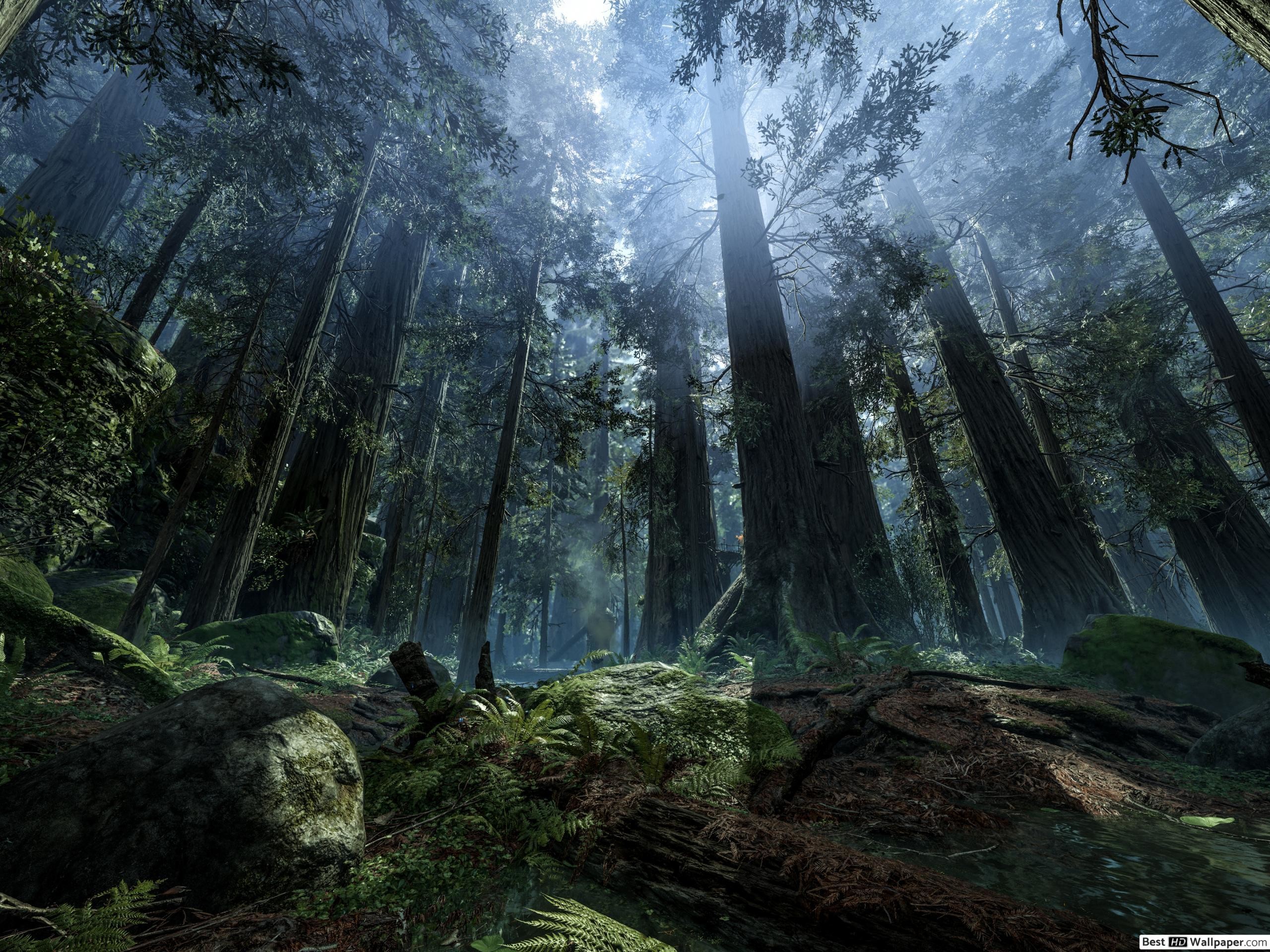 A misty redwood forest with towering trees, lush green ground cover, and beams of sunlight filtering through the canopy