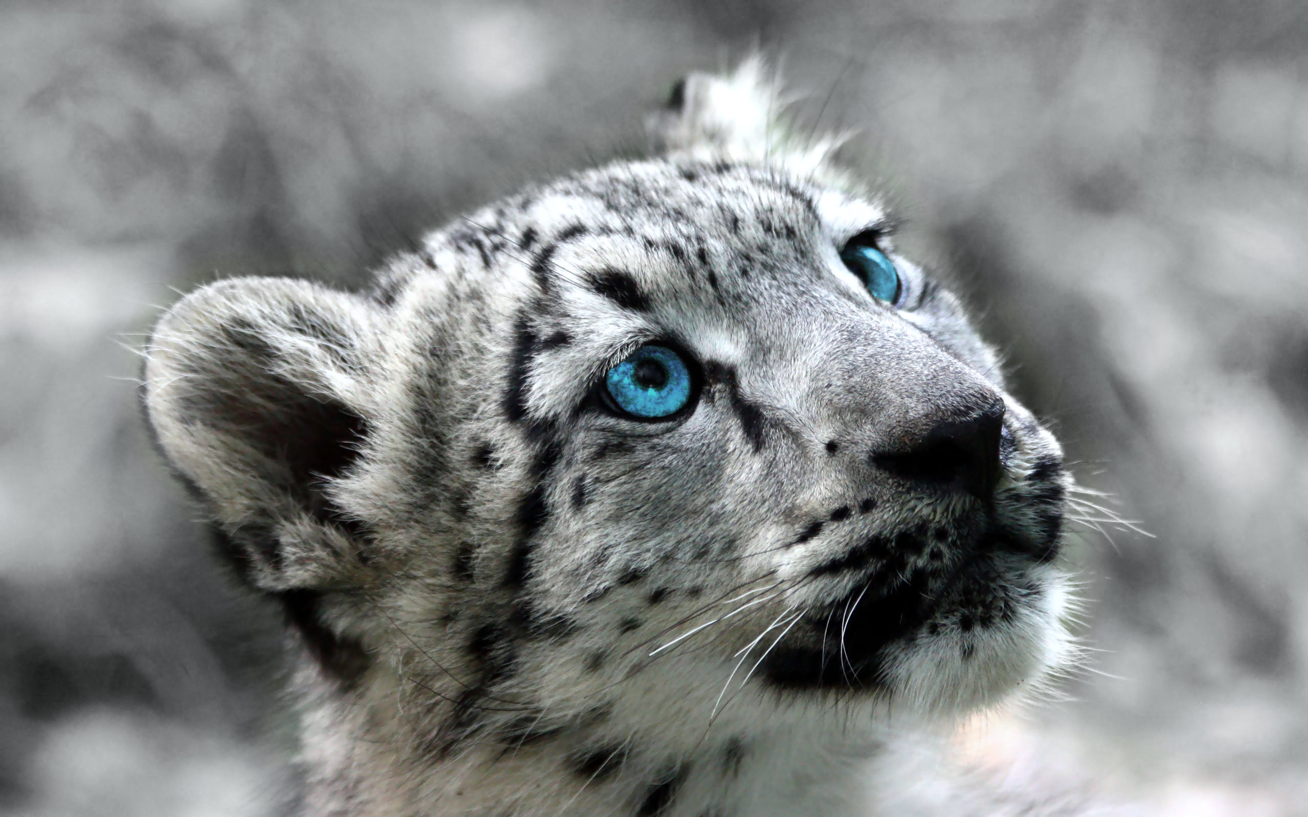 Close-up of a young snow leopard with striking blue eyes, its gaze directed upwards