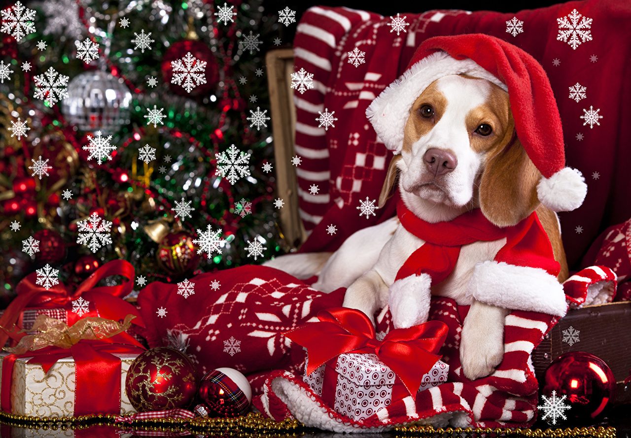 Picture Beagle Dogs Christmas Winter hat present Animals